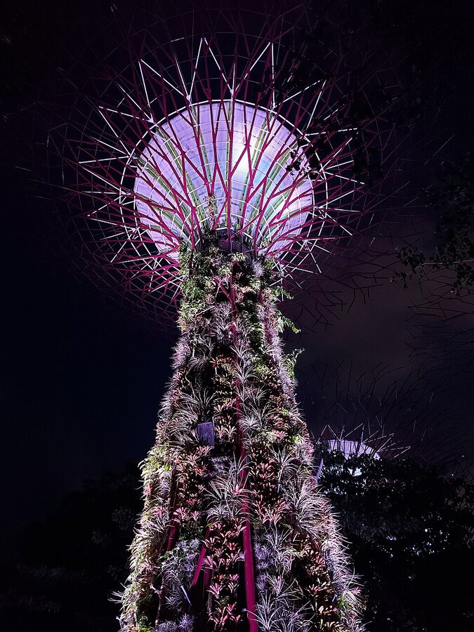 Illuminated Supertree at Gardens by the Bay during Garden Rhapsody