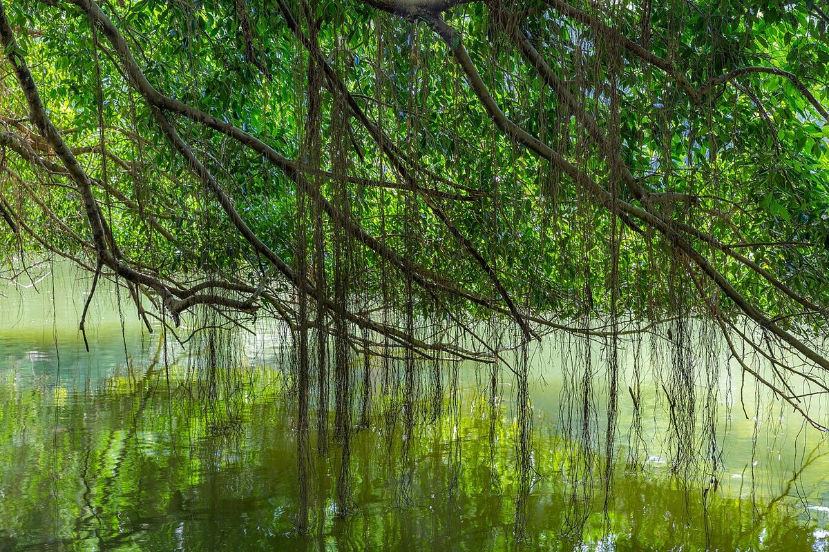 Old banyan branches reflected in Swan Lake at Singapore Botanic Gardens