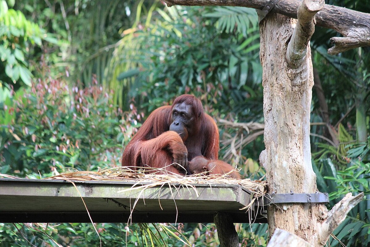 Orangutans in a tropical habitat at Singapore Zoo